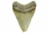 Serrated, Juvenile Megalodon Tooth - North Carolina #368051-1